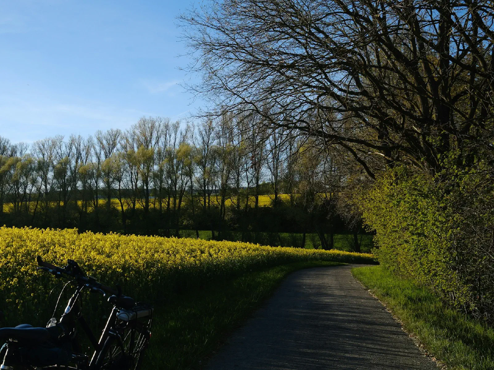 Un chemin goudronné traverse un champ de fleurs jaunes, bordé d'arbres.