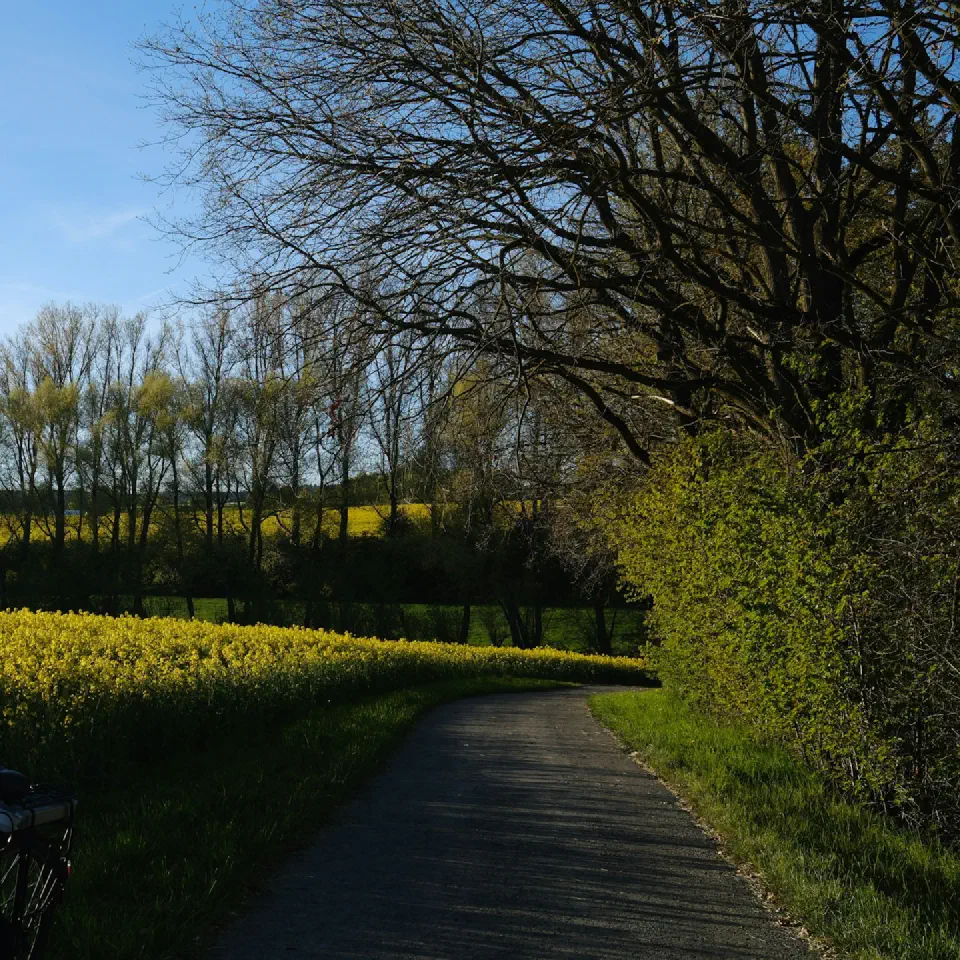 Un chemin goudronné traverse un champ de fleurs jaunes, bordé d'arbres.