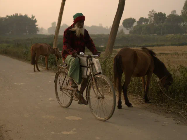 Un homme âgé à longue barbe blanche roule tranquillement sur une route de campagne plate, par un matin brumeux, près d'animaux qui paissent.