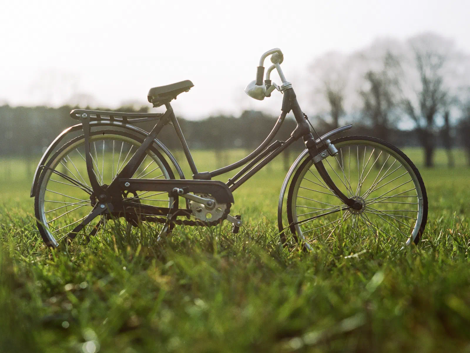 Un vieux vélo de ville noir posé dans l'herbe d'un parc, arbres dans la lumière douce du soir.
